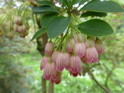Enkianthus campanula